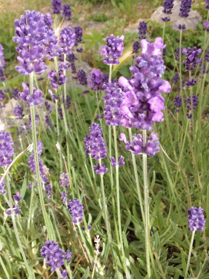 Il Giardino Di Julia B&B ตอร์โตรา ภายนอก รูปภาพ