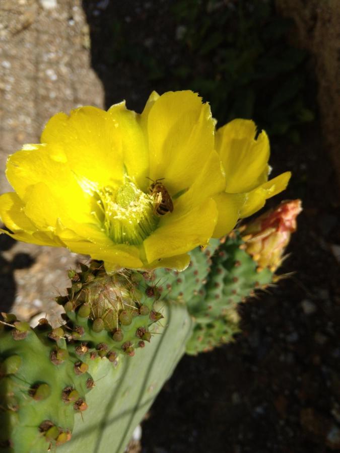 Il Giardino Di Julia B&B ตอร์โตรา ภายนอก รูปภาพ